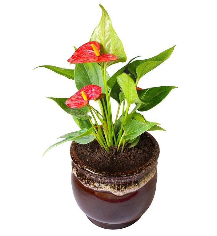 Exotic Anthurium Red Plant In Brown Drip Glazed Ceramic Pot